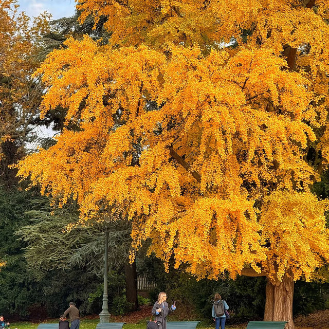 🌟 Where to Find Paris’s Giant Ginkgo Tree