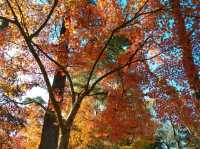 紅葉の秩父を満喫1泊2日
