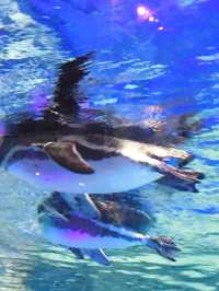 🐧 天空の街で出会う癒し──すみだ水族館・ペンギン展示の思い出