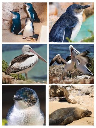#perthonbudget
🏝️🐧 Penguin Island – A Magical Seaside Escape 🐧🏝️

✨ If you love nature, wildlife, and stunning ocean views, Penguin Island in Western Australia is a must-visit! Just a short ferry ride from Rockingham, this tiny island is home to the world’s smallest penguins – also known as little penguins.

📍 Location
Penguin Island is located about 45 minutes south of Perth near Rockingham. It’s part of the Shoalwater Islands Marine Park.

🎟️ Ticket Price

Ferry ride: Around AUD $20–30 (return) per person

Penguin feeding & Discovery Centre: Extra charges may apply

Kids and family passes available


⏰ Opening Hours

Open daily from mid-September to early June

Closed in winter (June–mid-September) for penguin nesting season

Ferries usually run from 9:00 AM to 3:00 PM


🌟 Highlights
🐧 Watch the adorable little penguins during feeding sessions
🐬 Spot dolphins, sea lions, and pelicans along the coast
🌊 Enjoy glass-bottom boat tours and wildlife cruises
🏖️ Swim, snorkel, or relax on the white sandy beaches
🚶 Explore boardwalks, lookouts, and nature trails

🚌 How to Reach

From Perth, drive or take a train to Rockingham Station, then catch a bus or taxi to Mersey Point Jetty

From the jetty, a 5-minute ferry ride takes you to Penguin Island


#PenguinIslandAustralia 🐧🌊

