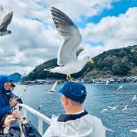 伊根舟屋｜日本海上的秘境小鎮與餵海鷗的浪漫郵輪