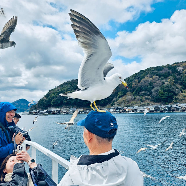 伊根舟屋｜日本海上的秘境小鎮與餵海鷗的浪漫郵輪