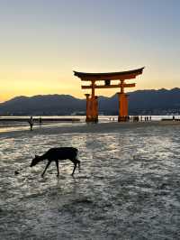 夜晚宮島靜賞建築遠景