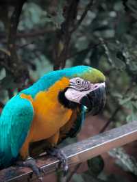 Brightly colored, intelligent, and playful.