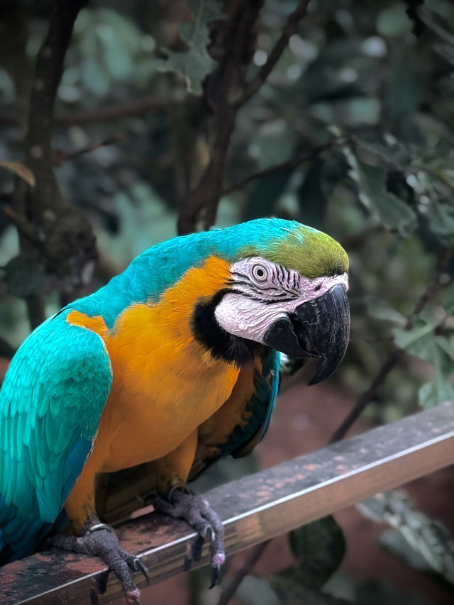 Brightly colored, intelligent, and playful.