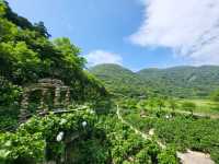 名陽匍休閒農莊：陽明山花季中的秘境天地
