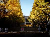 Meiji Jingu Gaien จุดชมใบไม้เปลี่ยนสีโตเกียว 🍂