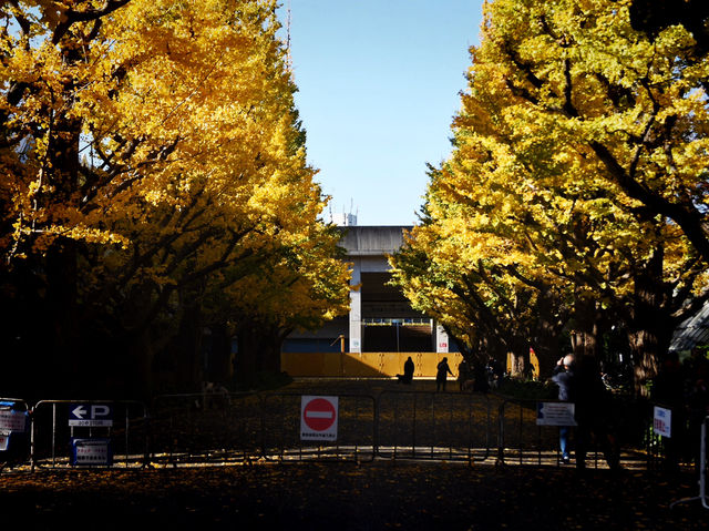 Meiji Jingu Gaien จุดชมใบไม้เปลี่ยนสีโตเกียว 🍂