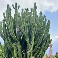 🇫🇷法國埃茲-Jardin Exotique d’Eze 🌵