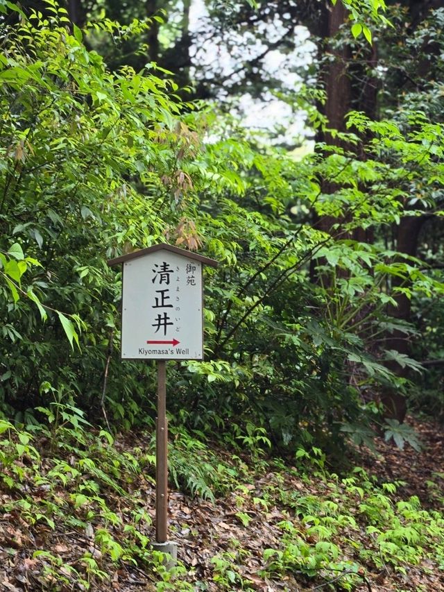 東京明治神宮🎏闖入鬧市中的靜謐，偶遇一場日式浪漫🎎