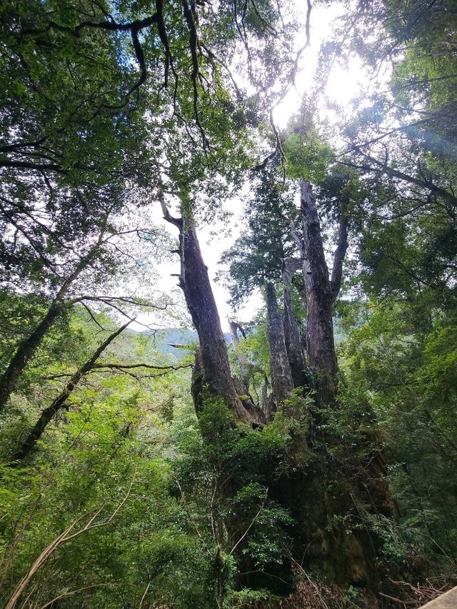 拉拉山國家森林遊樂區 一年四季都適合來訪的好去處。