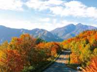 紅葉の定番🍁日本の有名観光スポット