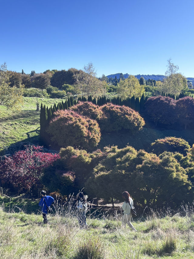 🌳 Tihiotonga Centennial Park: Where History, Nature & Panoramic Vistas Unite! 🏞️