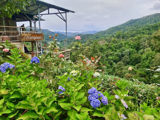 ไร่ชาลุงเดช เชียงใหม่ 🍵🌿🍃