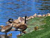 🌸 Terrace Park & Japanese Gardens – A Tranquil Oasis in Sioux Falls, South Dakota
