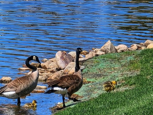 🌸 Terrace Park & Japanese Gardens – A Tranquil Oasis in Sioux Falls, South Dakota