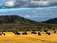 🏞️ Custer State Park – The Wild Heart of South Dakota