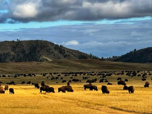 🏞️ Custer State Park – The Wild Heart of South Dakota 🏞️ Custer State Park – The Wild Heart of South Dakota