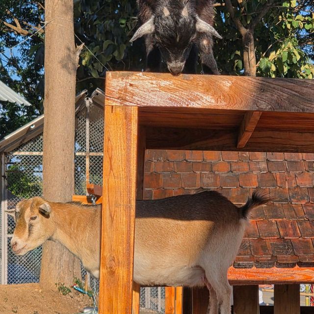 มาเที่ยวเชียงใหม่ แวะไปหาน้องแพะแคระกันค่ะ 🐐🏡🌳