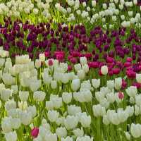 สวนดอกไม้เมืองหนาว ระยอง 🌷🤍