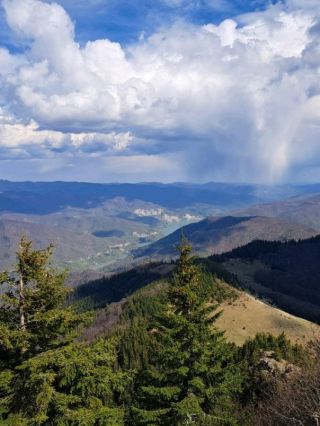 スプルースノブ