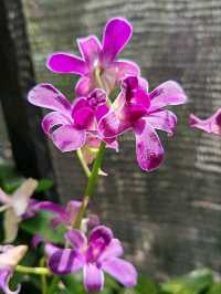 Orchid Forest Cikole: A Blend of Orchids and Cool Pine Woods