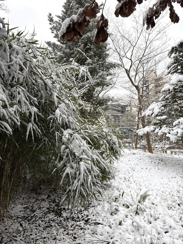 Traditional Garden Resilient in Deep Snow