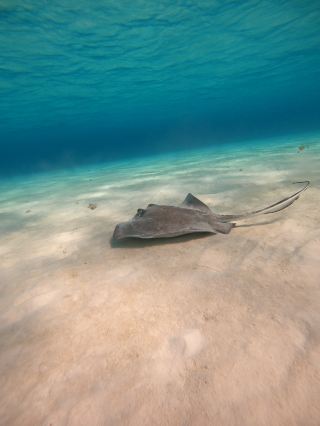 The snorkeling experience of a lifetime in the Caribbean.