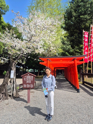 熊本・水前寺成趣園、桜に染まる静かな一日。