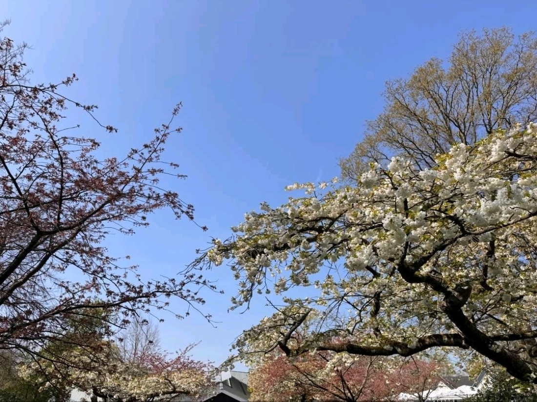 チューリップと桜が織りなす夢のような春の庭。 | Trip.com リスセ