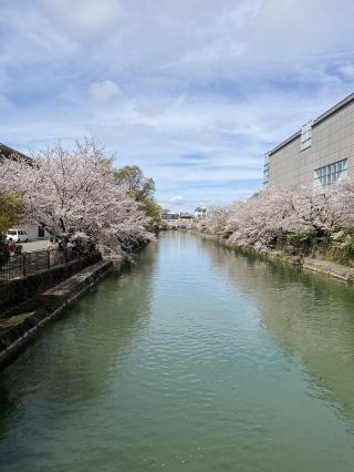 The Most Beautiful Bus Stop in Kyoto? 🌸🚌 – Okazaki Park
