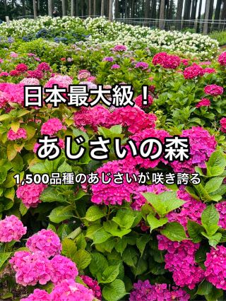 日本最大級！　1,500品種のあじさいが咲き誇る「北茨城 あじさいの森」