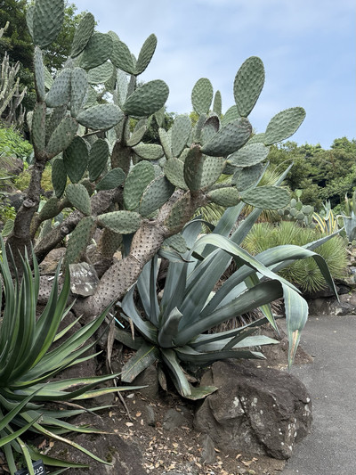 伊豆シャボテン動物公園の多肉植物コレクション：富士の麓に広がる