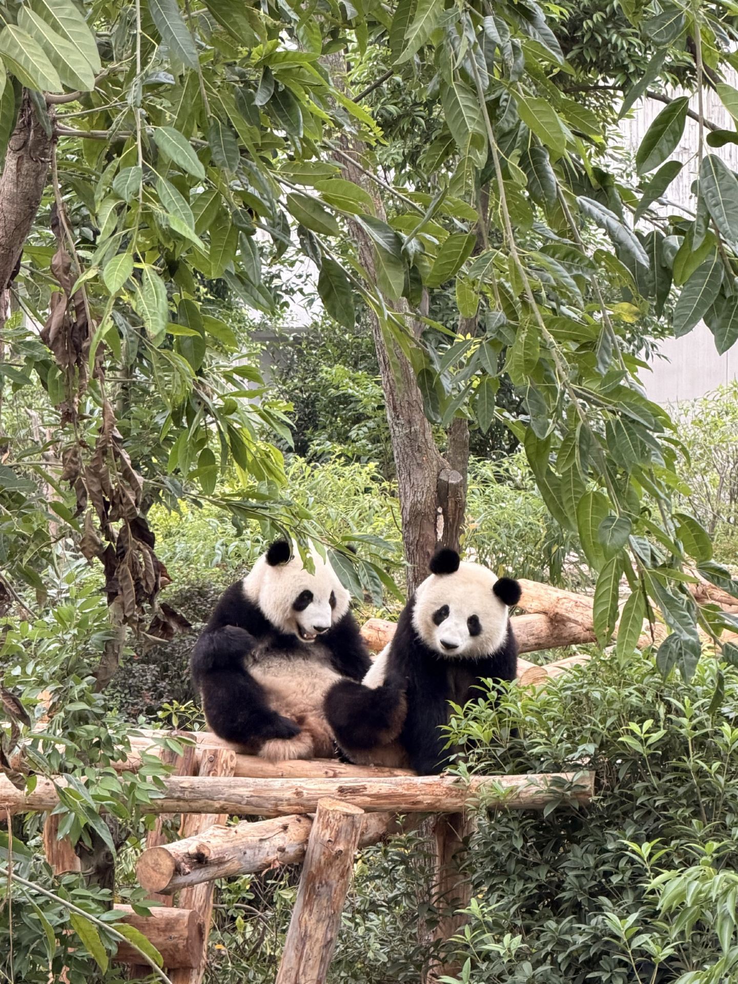 成都必去景點：成都大熊貓繁育研究基地。