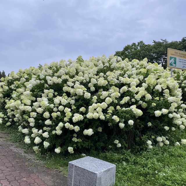 안산 수국 명소에서 인생샷 찍기 📸
