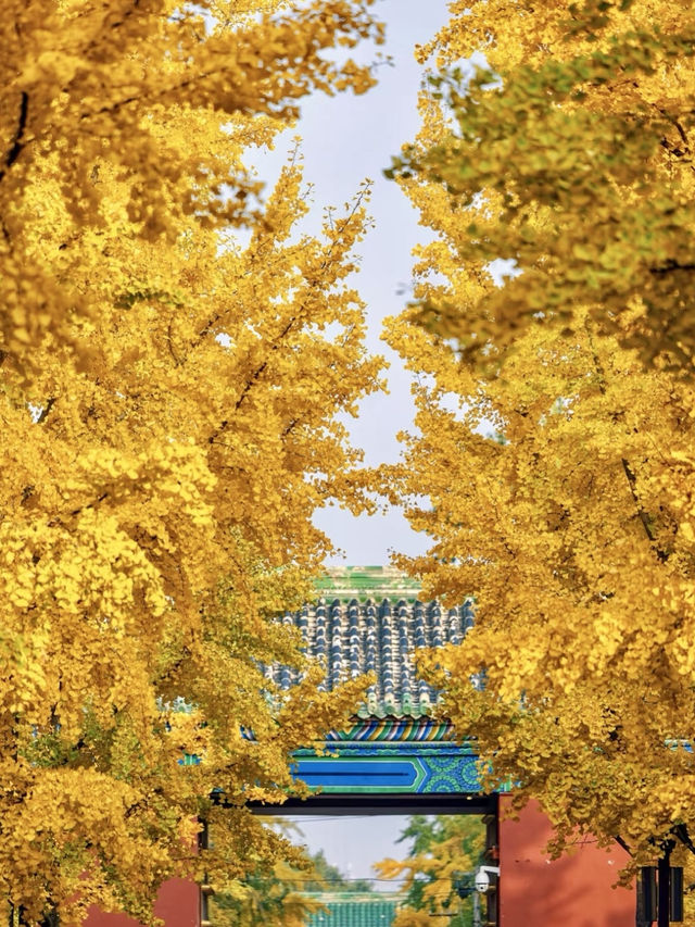 秋日私語——地壇公園銀杏大道漫步記