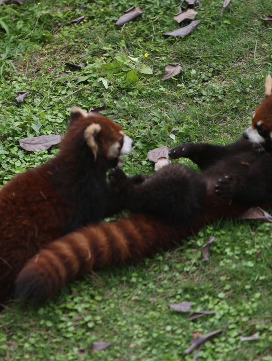 How to spend 5 days in Chongqing