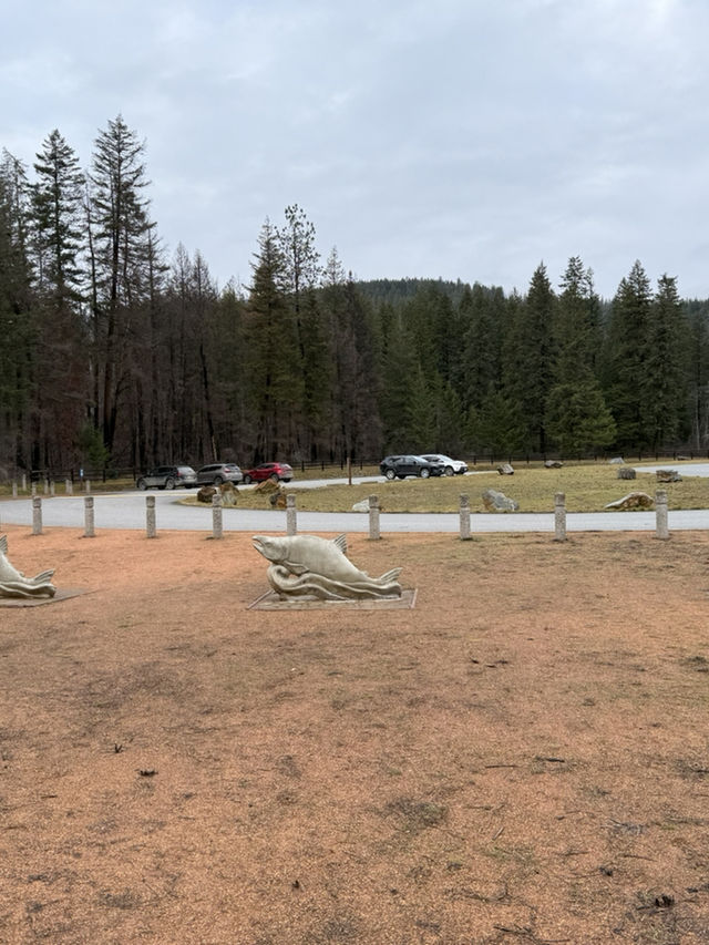 ชมวิถีชีวิตปลาแซลมอนว่านทวนน้ำ 