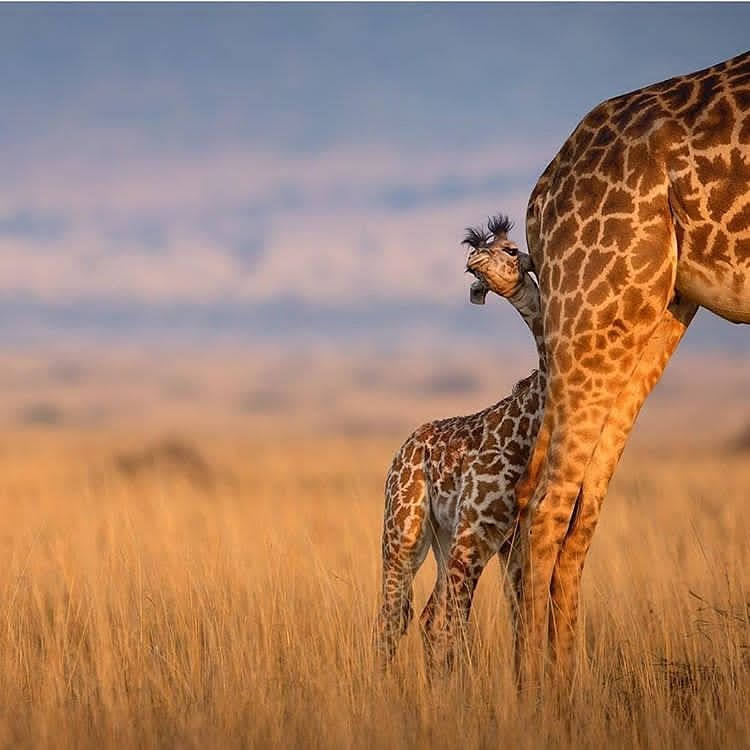 5 days High-end Tanzania Safari