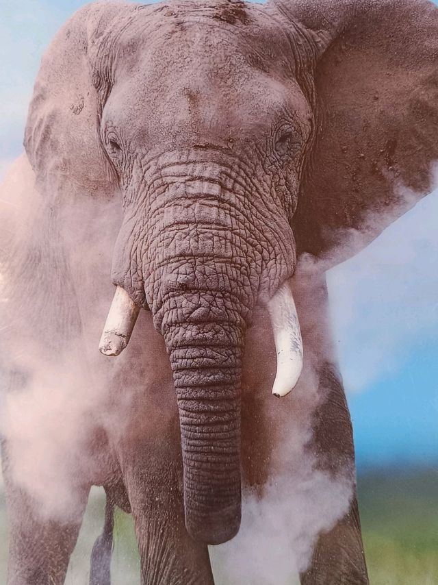Incredible Animal Encounters in Africa