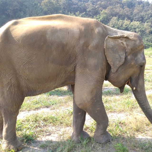 Elephant mud bath