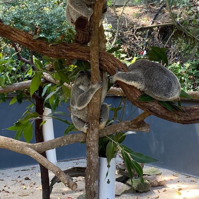 WoW: Kuranda Koala Gardens 🇦🇺