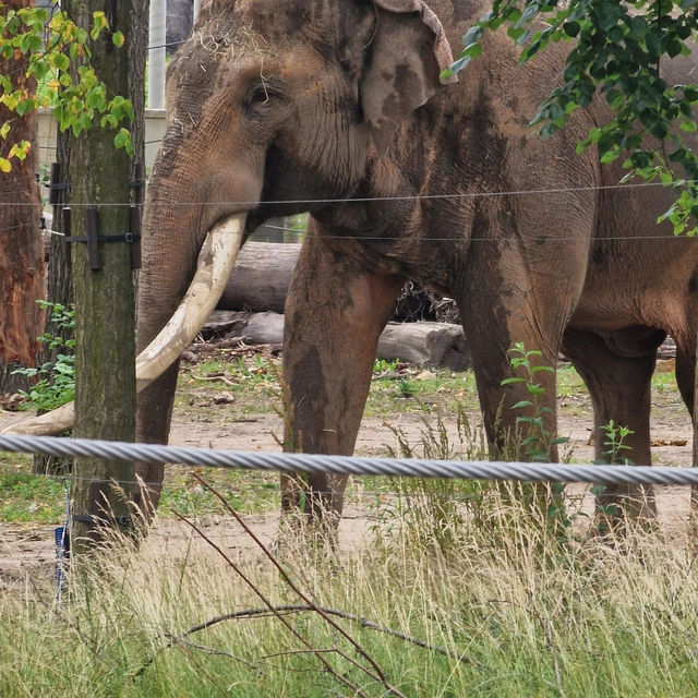 Łódź Zoo 🦒🦏