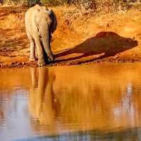 Unforgettable Wildlife Adventure at Pilanesberg National Park!