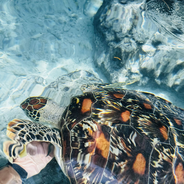 Swim with turtles in Zanzibar 🇹🇿