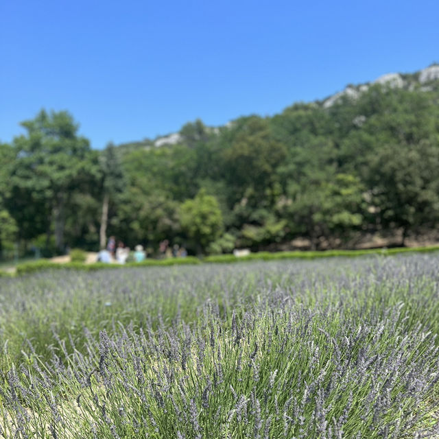 【💜普羅旺斯自駕遊】尋找薰衣草花田，七月中至八月頭最佳！