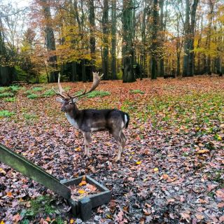 Enjoy wildlife in Germany
