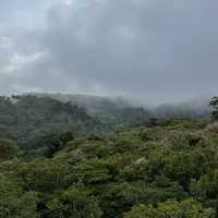 A forest in the clouds 