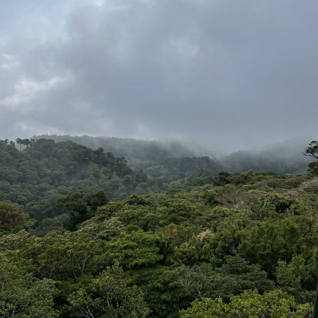 A forest in the clouds 