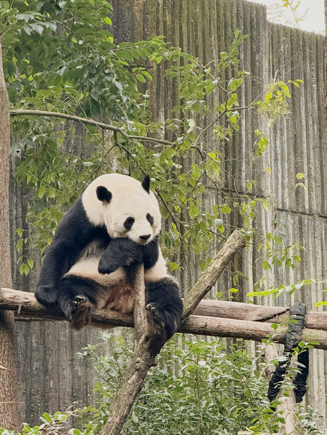 Best place to see Pandas in Chengdu?